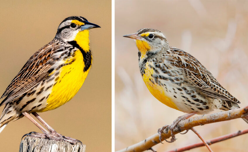 Eastern (left) and western meadowlarks.