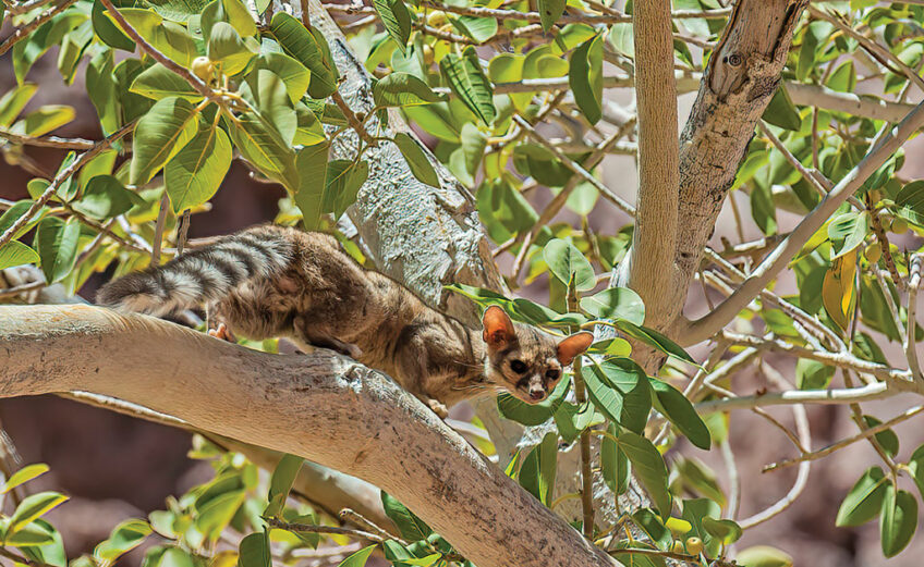 Ringtails mate in the spring, and females give birth to up to four kits. Mothers do most of the raising, but the dads have been known to stick around a short time to play with the babies. It would have to be a short time, however, as kits move out and are on their own at around 4 months old.