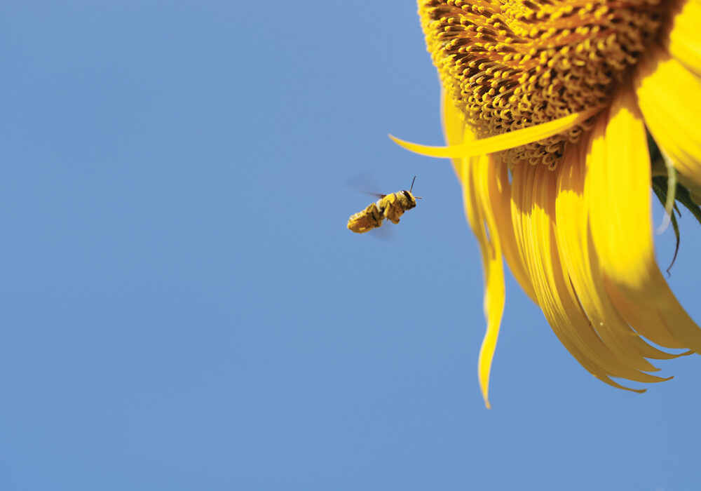 Sunflowers provide a source of nectar and seeds for pollinators. Birds love the seeds. Staff photo by Daniel Clifton