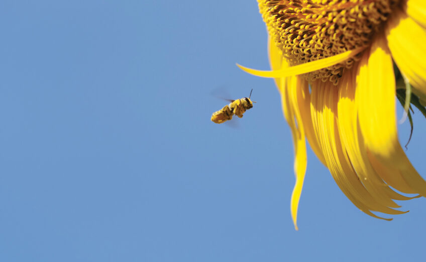 Sunflowers provide a source of nectar and seeds for pollinators. Birds love the seeds. Staff photo by Daniel Clifton