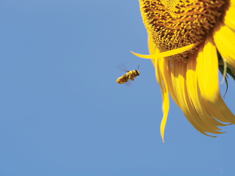 Sunflowers provide a source of nectar and seeds for pollinators. Birds love the seeds. Staff photo by Daniel Clifton