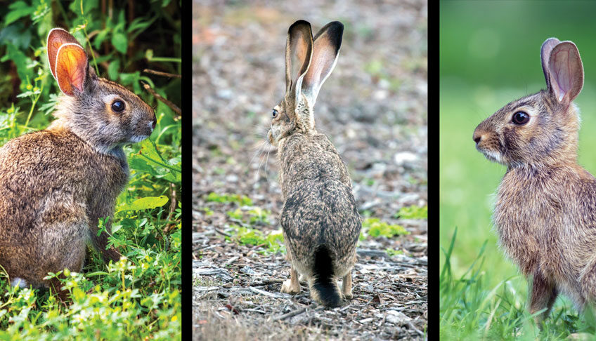 LEFT: Swamp rabbits often take to the water to escape a threat. They are known to submerge themselves with only a nose above water in hopes of eluding a predator. CENTER: Black-tailed jackrabbits have ears nearly as long as their hind feet. The ears have black tips and the tail has a black area that extends onto the rump. Mature females can have 2-4 litters a year with 4-6 young per litter. RIGHT: Eastern cottontails, unlike jackrabbits, prefer the shelter of brushy cover. They typically hop slowly, freezing in place ever so often to check their surroundings for predators. Eastern cottontails rely on camouflage and cover to stay out of harm’s way.