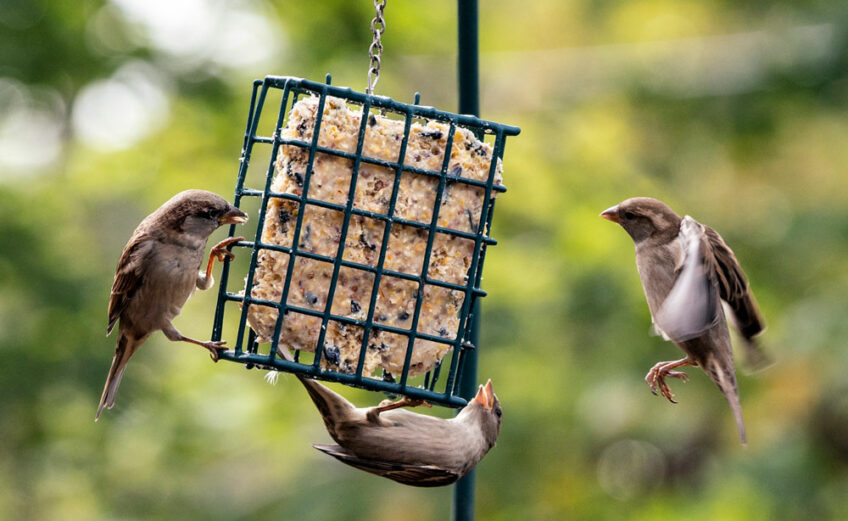 Keep reading for a suet cake recipe to feed your feathered friends.