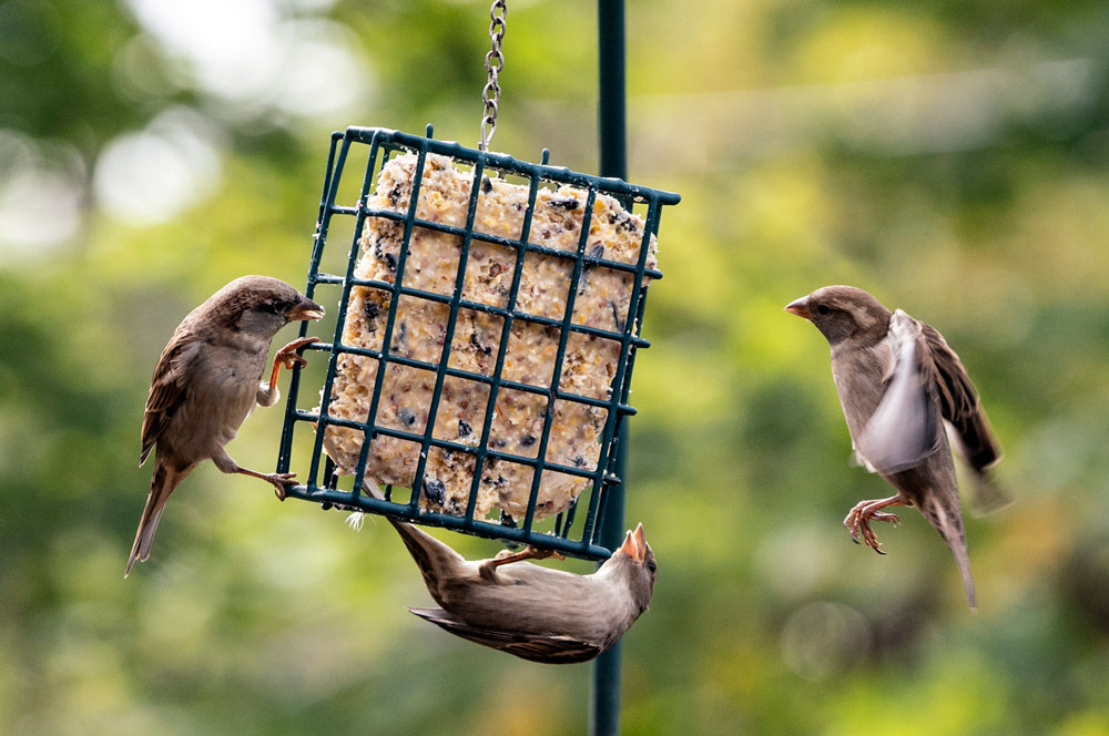 Keep reading for a suet cake recipe to feed your feathered friends.