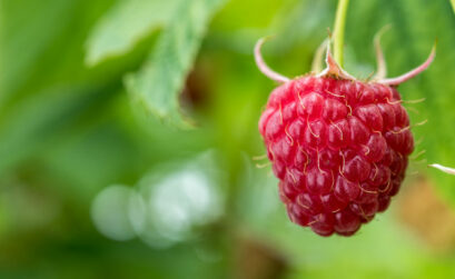 Raspberries are among the list of fruits to plant in February. Keep reading for more options.