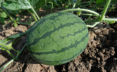 When watermelons are ripe, they'll have a dull sound when thumped. Keep reading for other hot weather gardening tips and to-dos.