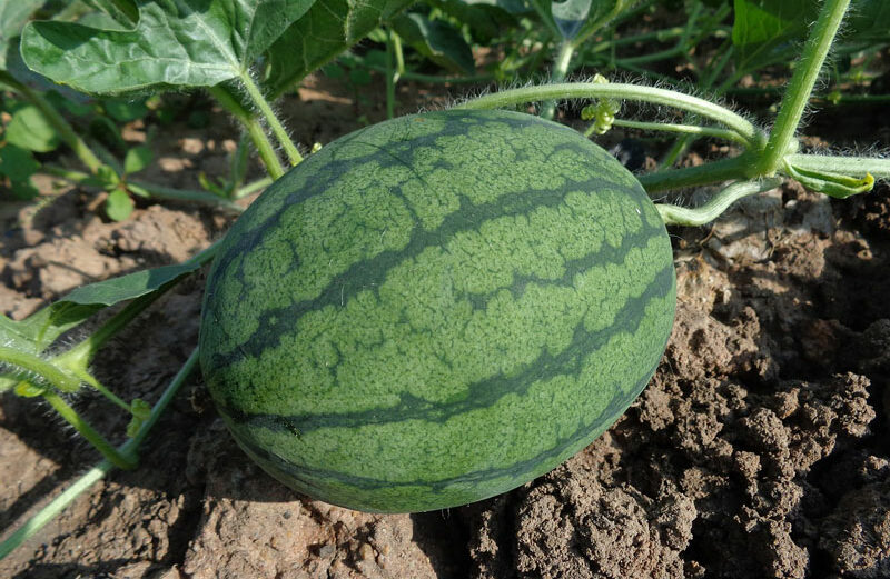 When watermelons are ripe, they'll have a dull sound when thumped. Keep reading for other hot weather gardening tips and to-dos.