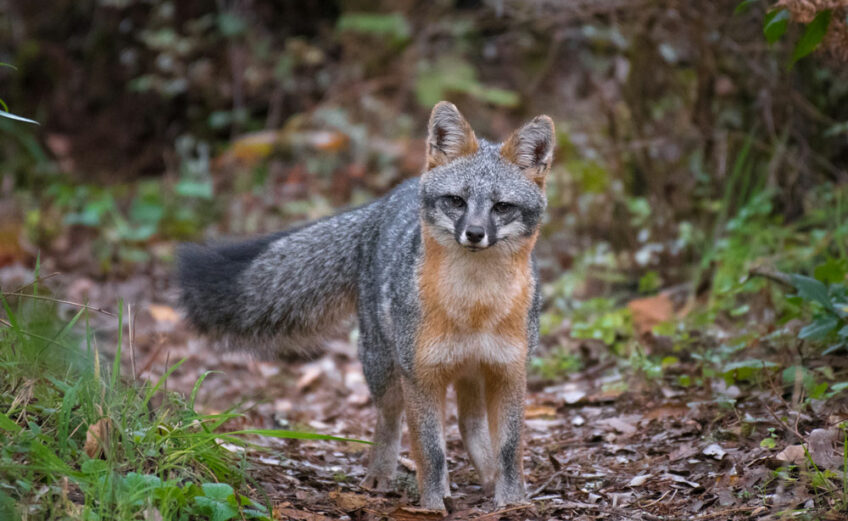 The gray fox (or grey fox) is native to the Highland Lakes of Texas. iStock image