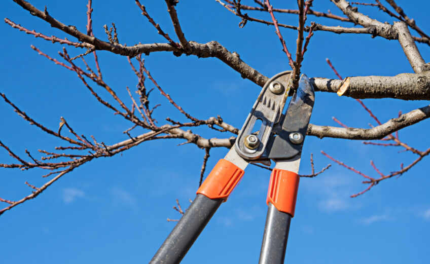 Removing 40 percent of your fruit tree annually stimulates new growth each spring. Be sure to prune the proper parts.