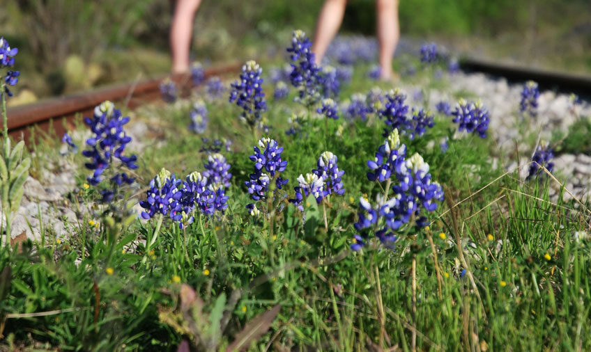 Bluebonnets grow between railroad tracks off RR 1431 near CR 302 outside Kingsland. The iconic Texas wildflower can be found almost anywhere you venture during springtime in the Kingsland area. Photo by Karla Held.