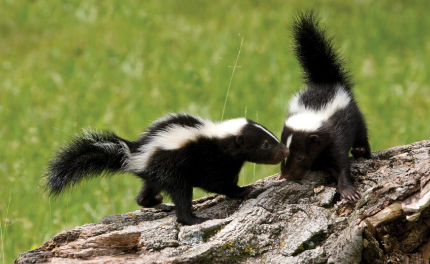 The striped skunk is the most common in North America, including Texas, which is home to five of the 12 different types of mephitidae, the animal’s scientific name. In Texas, we call 'em polecats. iStock image