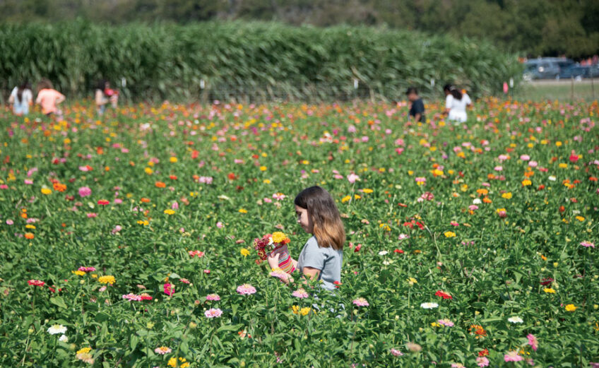 The 2023 Harvest of Fall Fun festival at Sweet Berry Farm in Marble Falls runs from Sept. 23-Nov. 5. Photo by Stennis Shotts