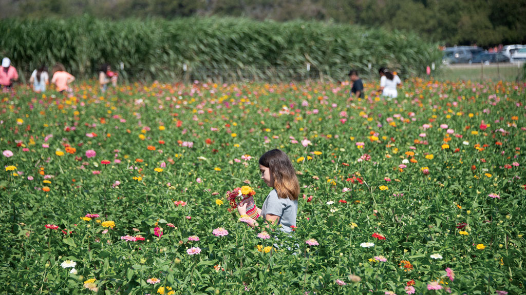 The 2023 Harvest of Fall Fun festival at Sweet Berry Farm in Marble Falls runs from Sept. 23-Nov. 5. Photo by Stennis Shotts