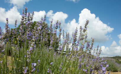 Lavender is a popular herb around the world and right here in the Texas Hill Country. Visitors can take in the scent and purchase lavender products at Blanco-area farms. Staff photo by Jared Fields