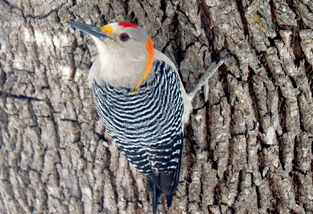 A male golden-fronted woodpecker. Photo by Martelle Luedecke/Luedecke Photography