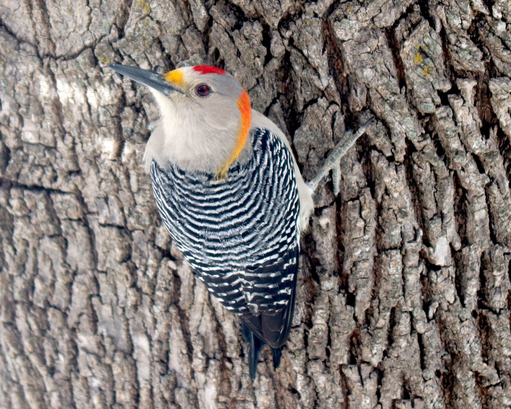 A male golden-fronted woodpecker. Photo by Martelle Luedecke/Luedecke Photography