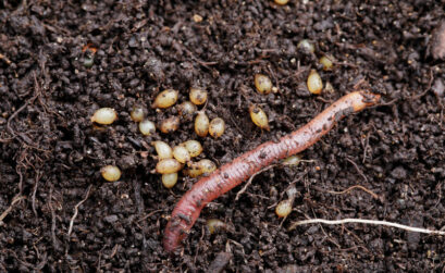 Worms reproduce by laying eggs. As simultaneous hermaphrodites, they use both their male and female reproductive organs when breeding. With every worm reproducing, the population can double every 60 to 90 days.