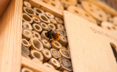 Build a bee hotel as simple or as elaborate as you wish to help attract native bees to pollinate your garden. Native bees are solitary but communal. They will live in close proximity but prefer their own space for nesting.