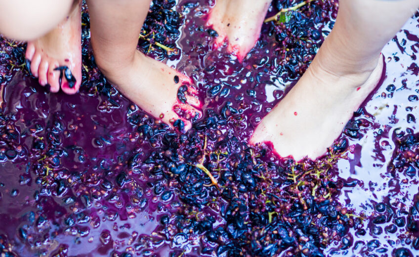 grape stomp
