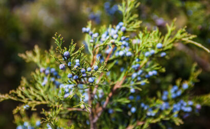 Berries from the Ashe juniper are an ingredient in cedar tea for allergy sufferers. iStock image