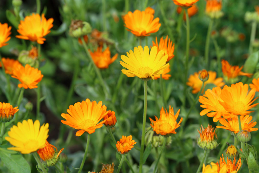 Plant calendulas in February for future color and tasty salads.