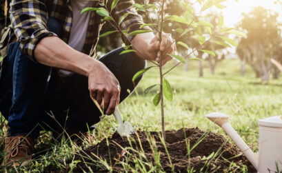 Make sure you know how tall a tree will grow before planting it, especially under power lines or near a house.