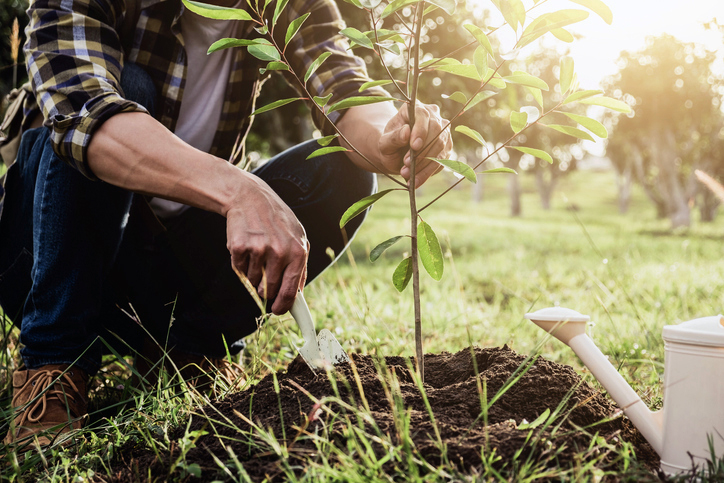 Make sure you know how tall a tree will grow before planting it, especially under power lines or near a house.