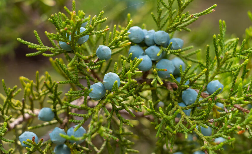 Berries on the 'good guy': the female Ashe juniper tree. The male ('bad guy') tree is the cause of allergy woes with its large pollen releases.