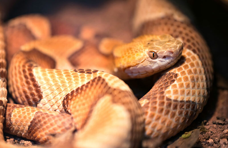 The broad-banded copperheads is tan with a distinctive reddish-brown Hershey’s Kisses pattern. The head is typically a coppery tan color. iStock image