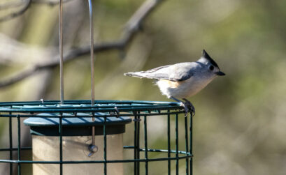 Bird blinds make it easier for novice birders to get a close look at a number of species, including this black-crested titmouse spotted at Inks Dam National Fish Hatchery. Staff photo by Daniel Clifton