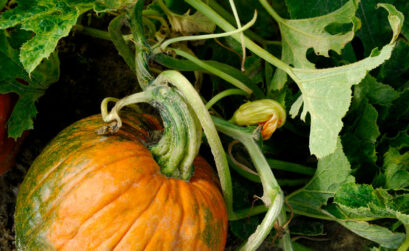 Did you know Texas is the fourth-leading state in commercial pumpkin production?