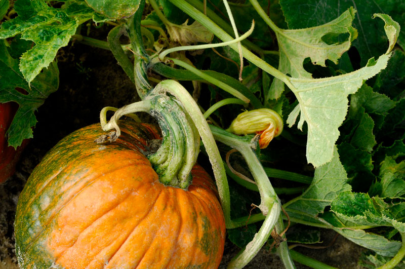 Did you know Texas is the fourth-leading state in commercial pumpkin production?