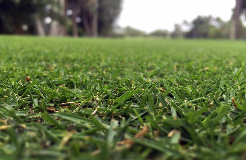 Zoysia grass looks like St. Augustine but is more heat-resistant, uses less water, and grows well in shade. Bladerunner Farms in Poteet south of San Antonio is the world’s largest privately owned Zoysia grass research facility. The farm provided the grass for Rio de Janeiro’s Olympic golf course in 2016.