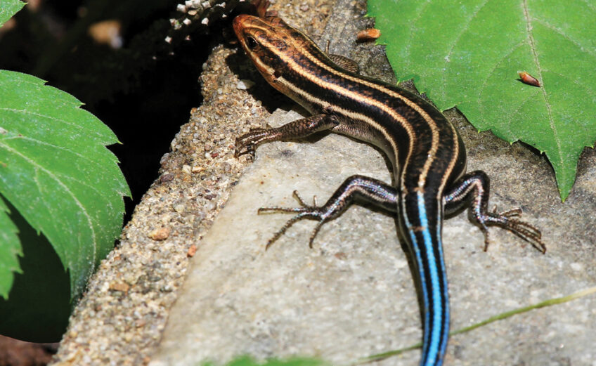 A five-lined skink. Skinks typically lose their bright colors as they mature. iStock images