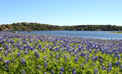 Bluebonnets at Turkey Bend