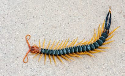 Common across Texas, the giant red-headed centipede (Scolopendra heros) reaches up to 8 inches in length — the largest centipede species in North America.