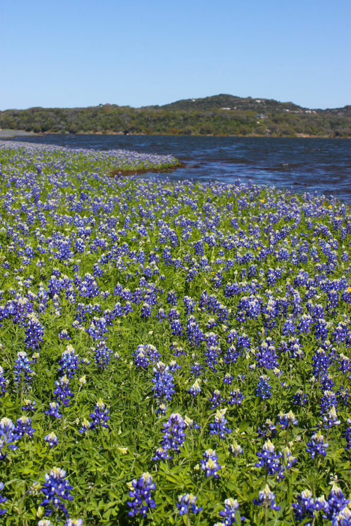 The Lower Colorado River Authority's Muleshoe Bend Recreation Area is a bluebonnet oasis in the spring. Staff photo