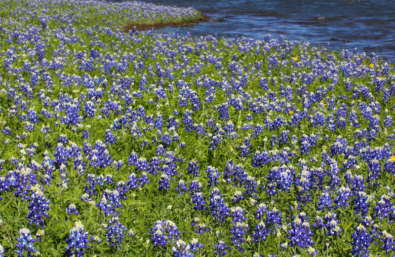 The Lower Colorado River Authority's Muleshoe Bend Recreation Area is a bluebonnet oasis in the spring. Staff photo