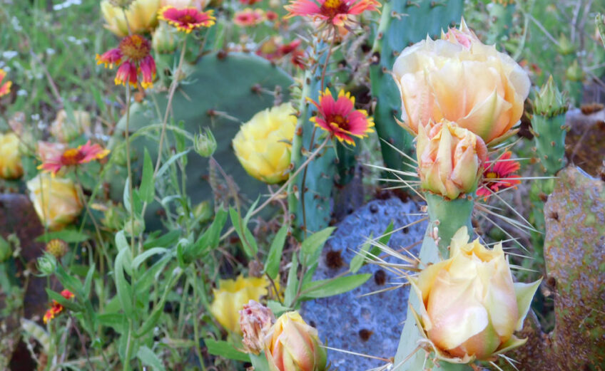 The blooms of the Texas prickly pear cactus can be yellow, yellow-orange, red, or white, and all are beautiful. No wonder this cactus is the state plant of Texas. Staff photo by Jennifer Greenwell