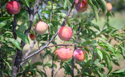 Keep reading for pointers on picking the perfect fruit tree to plant in your yard, including peach. iStock image