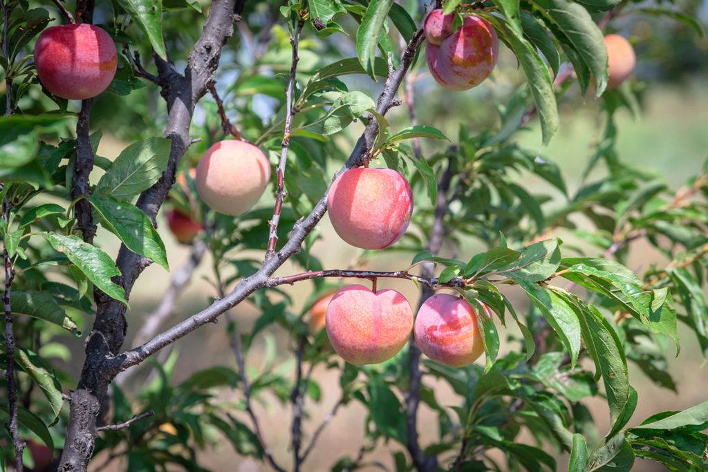 Keep reading for pointers on picking the perfect fruit tree to plant in your yard, including peach. iStock image