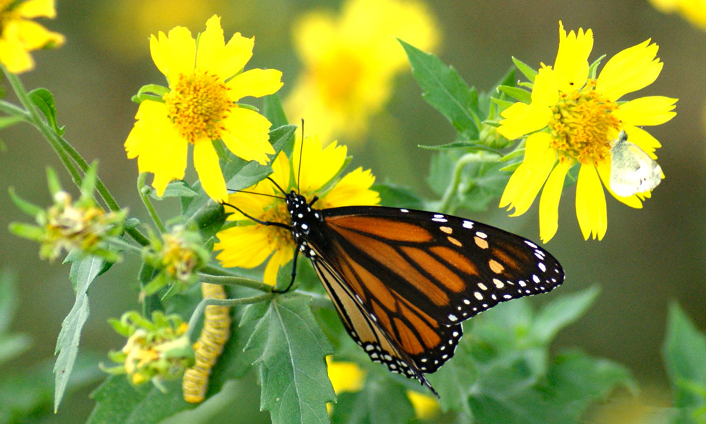 Learn how you can help protect the endangered monarch butterfly during its migration across Texas. Photo by Martelle Luedecke/Luedecke Photography