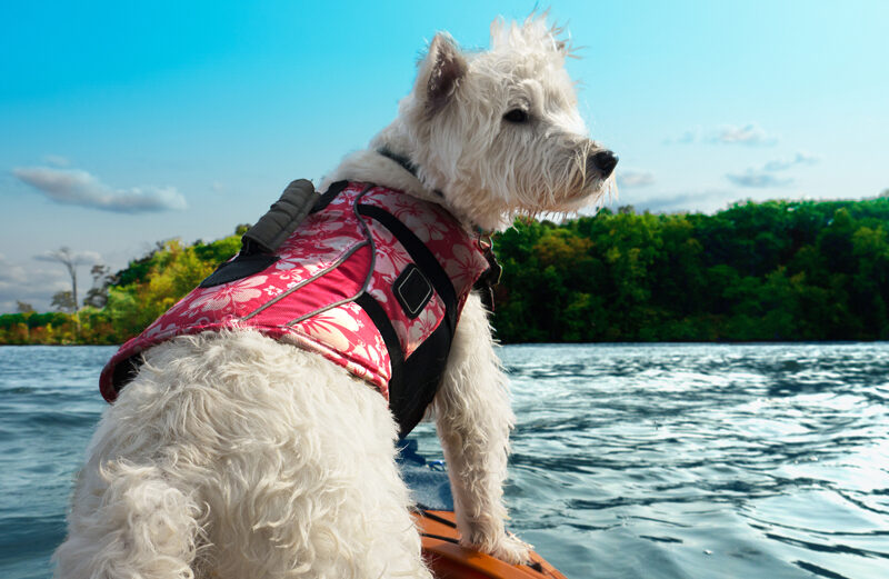 When taking a dog on a boat, whether a ski boat, kayak, or canoe, it should have a lifejacket for safety, same as a human.