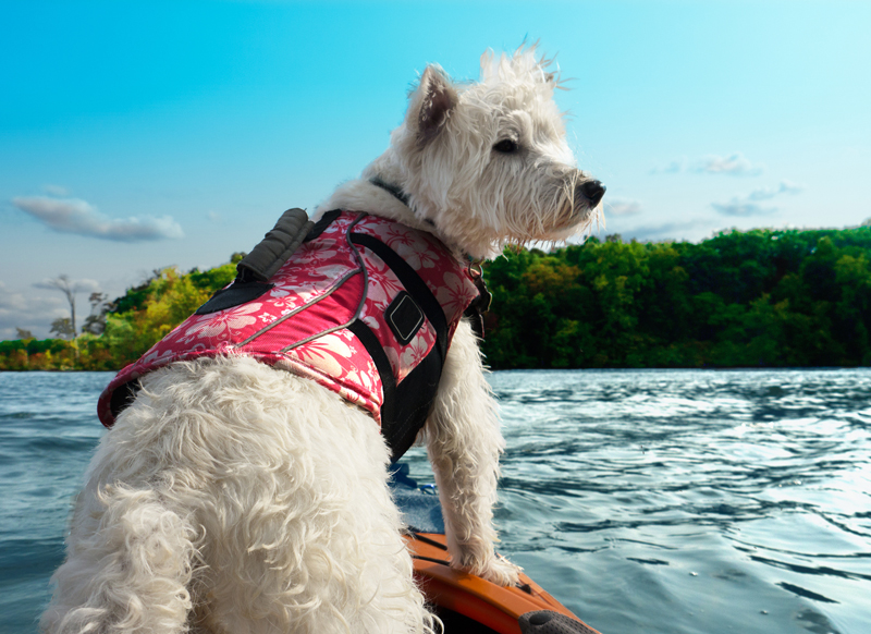 When taking a dog on a boat, whether a ski boat, kayak, or canoe, it should have a lifejacket for safety, same as a human.