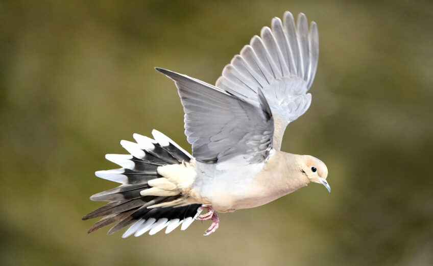 The mourning dove is a popular game bird for hunters in Texas. Dove hunting season opens each year in September in the Highland Lakes. iStock image