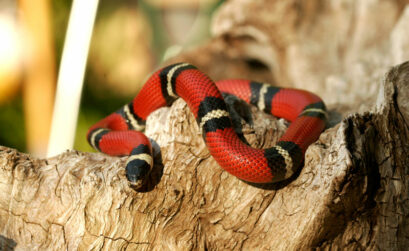 Mexican milk snake