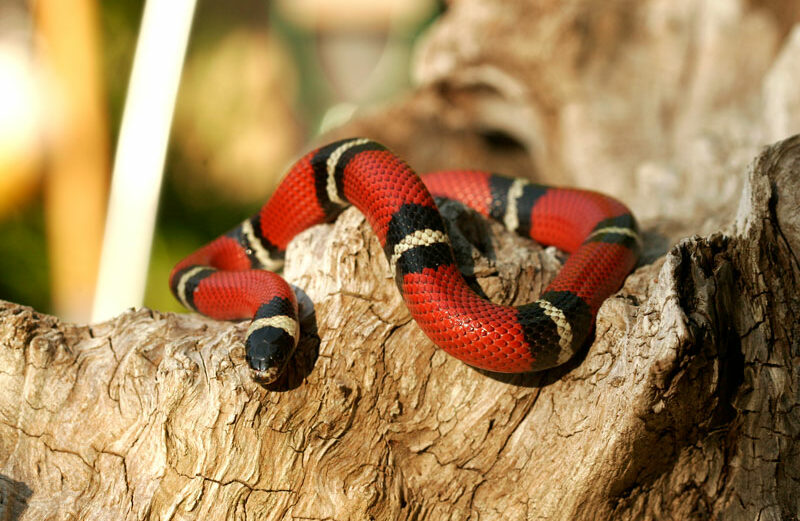 Mexican milk snake