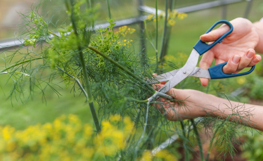 Dill attracts beneficial insects to your garden, and you can also use it for pickling. iStock image