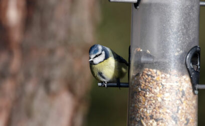 When’s the last time you cleaned this? Molded bird seed can cause sickness.