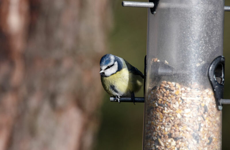 When’s the last time you cleaned this? Molded bird seed can cause sickness.